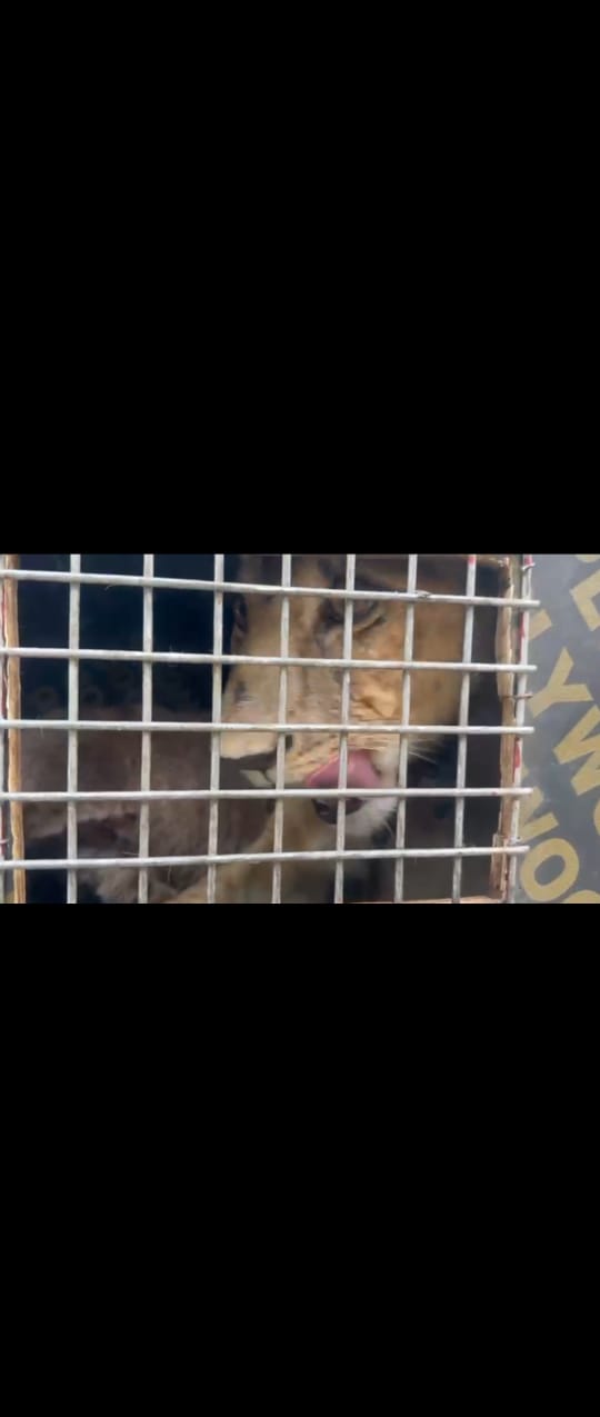 SEME COMMAND OF NCS SEIZES LION CUB, MONKEYS ON STOP AND SEARCH DUTY
